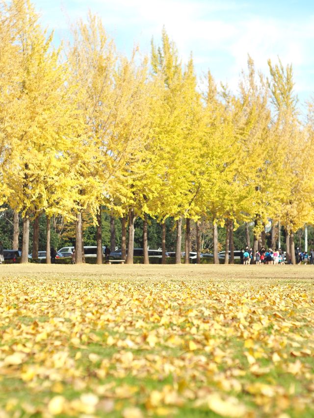 つくば＊科学万博記念公園の銀杏並木