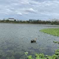 The autumn view of Ilwol park