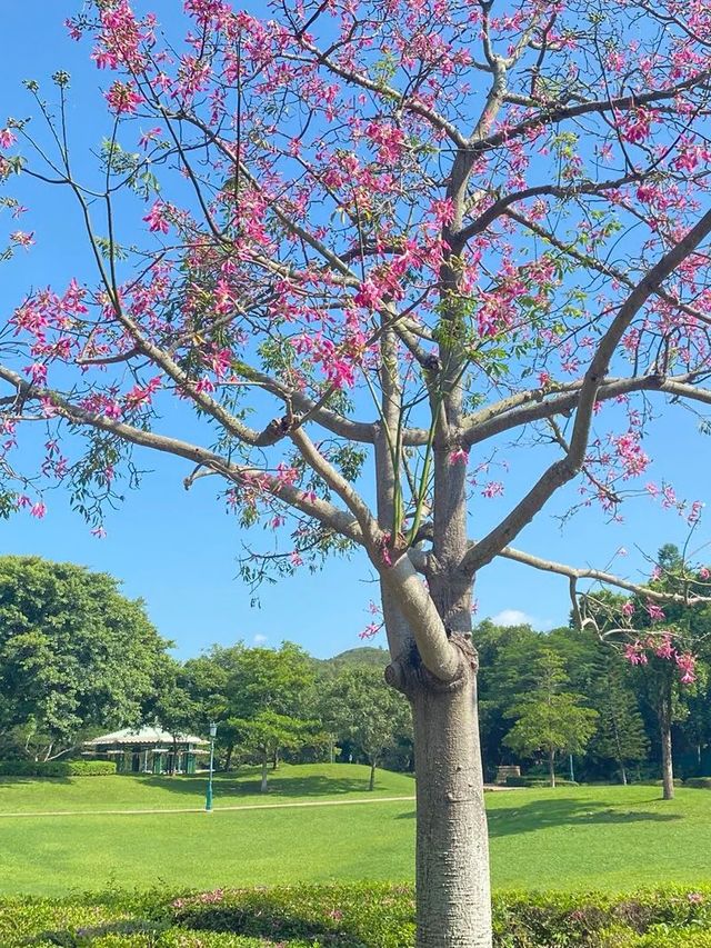 香港好去處 迪欣湖