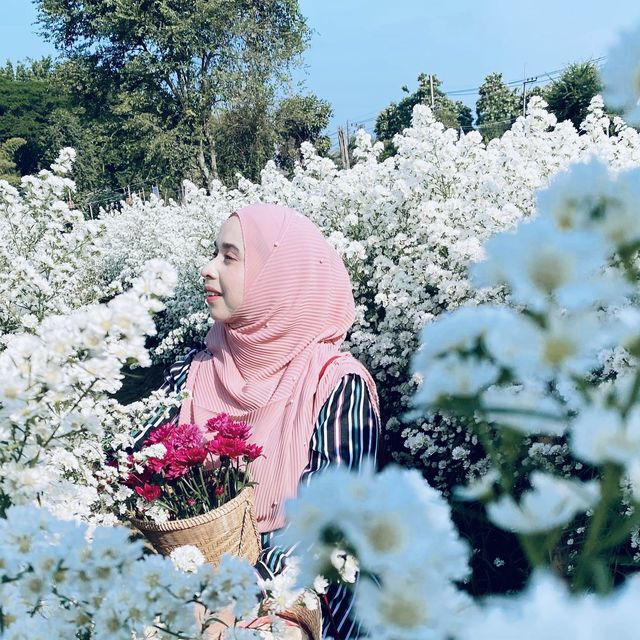 🌺 "ฮิมปิง ฟลาวเวอร์" แม่ริม เชียงใหม่🌺