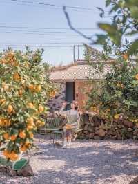 제일 가보고 싶었던 🍊제주 귤 나무 뷰 독채 🍊 