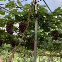Haccienda Torrentira Vineyard!