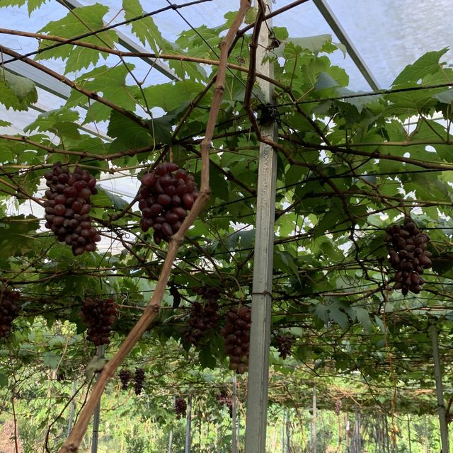 Haccienda Torrentira Vineyard!