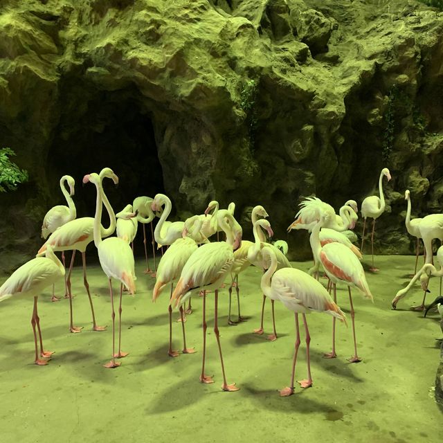 六福村的動物其實也很有看頭！
