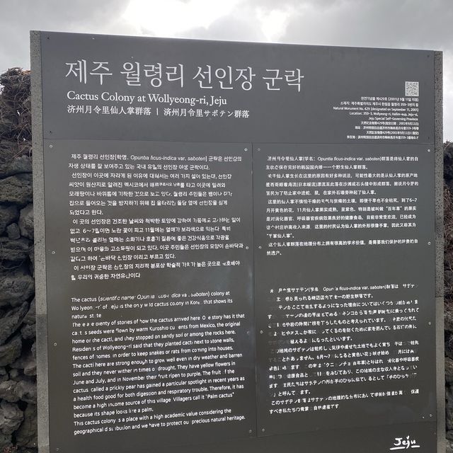 제주도에서 만나는 선인장 군락🌵 월령리 선인장 군락✨