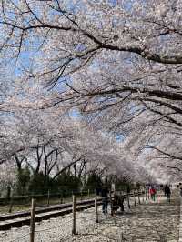 진해 벚꽃 명소:: 경화역🌸🌸🌸
