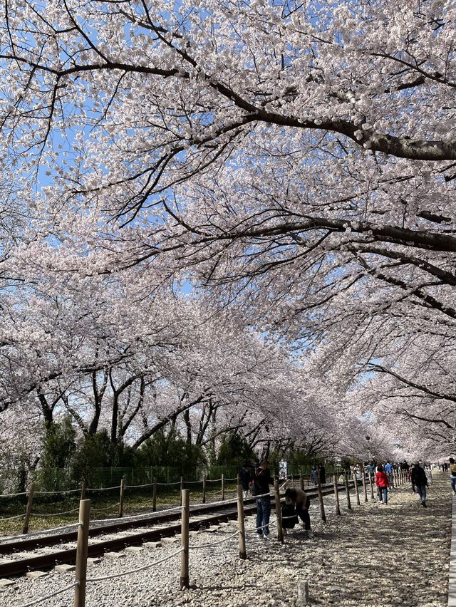 진해 벚꽃 명소:: 경화역🌸🌸🌸