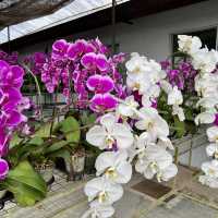 World of Phalaenopsis - Malaysia 