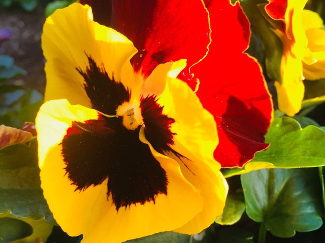 🌺🌸🌼FLOWERS ON THE HIGHEST PEAK🌼🌸🌺