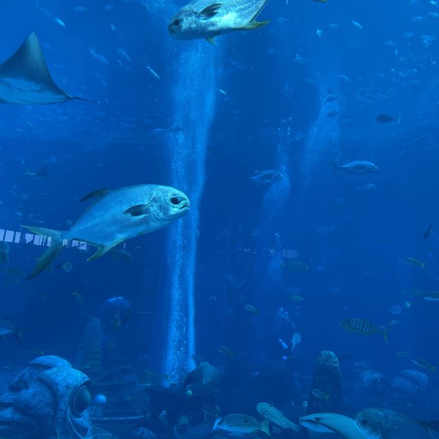 Amazing time at Atlantis Waterpark