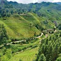 Panoramic Rice Terrace View. 