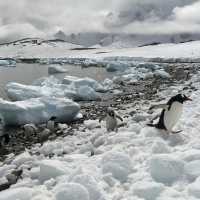 Antarctic Expedition