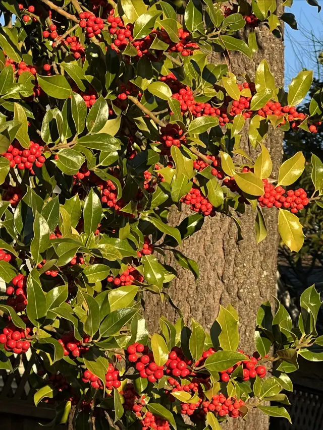 Colorful winter - Seattle