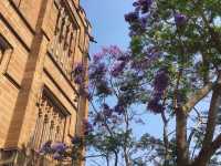 Falling in love with jacarandas, all because of one city: Sydney.