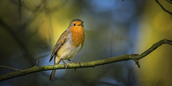 Nene Wetlands Family Bird Song Walk | Nene Wetlands Visitor Centre