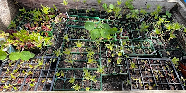 Community Gardening Workshop for New Scots | The Heart of Newhaven Community