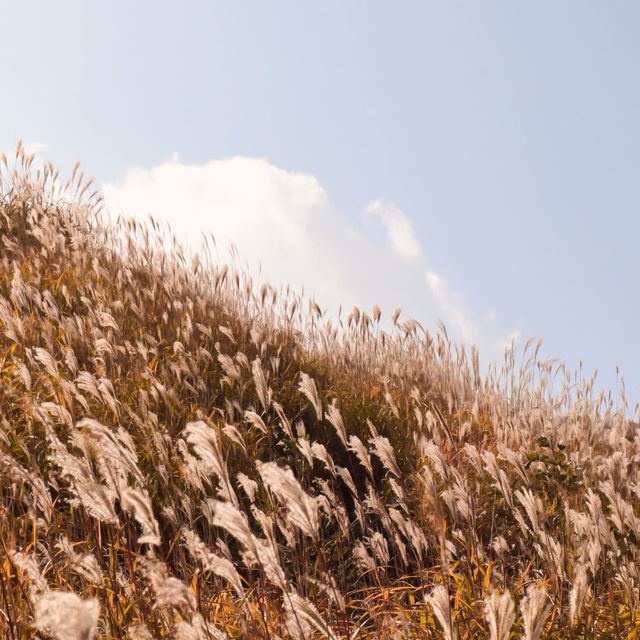 가을 억새 명소 경남 '황매산'🍂🌾