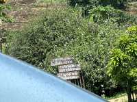 “Mori Natural Farm”