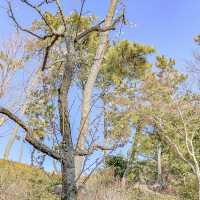 三溪園南門と梅の花