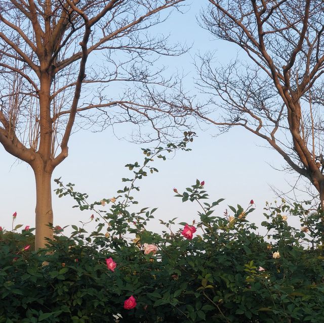 2022春季玫瑰展🌹🌷💐盛開季節@台北玫瑰園