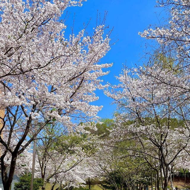 벚꽃으로 가득찬 용인 근린공원 🌸💗