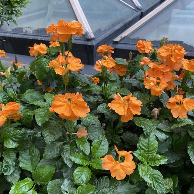 元朗賞花好去處～紫色風信子、彩色雛菊、大紅花、杜鵑花、繡球花等