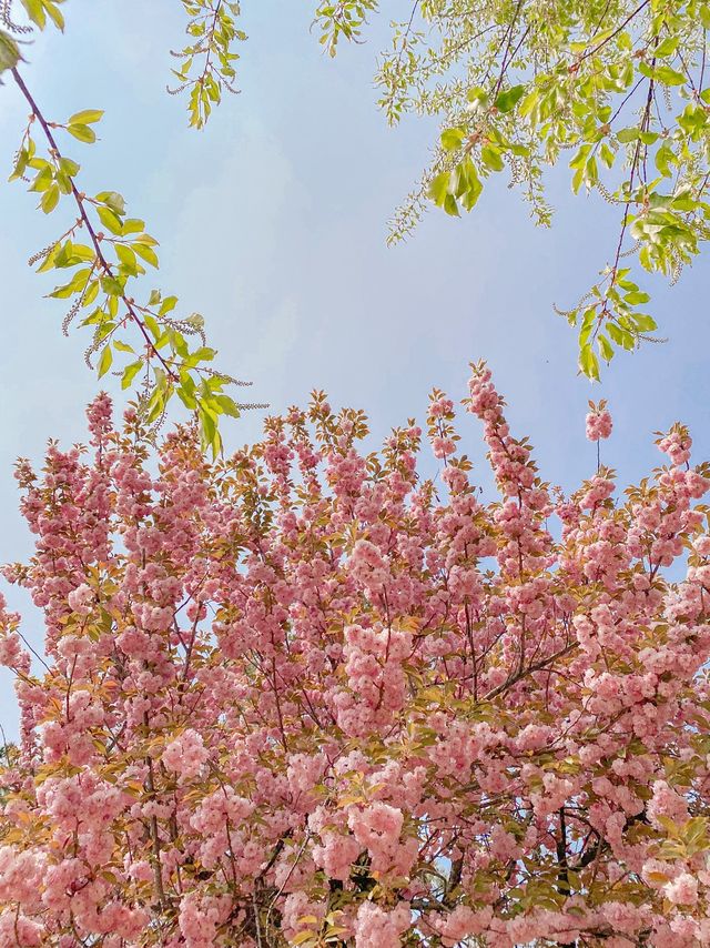 [겹벚꽃 명소] 이번주에 만개 100% 🌸 보라매공원 다녀온 후기 :)