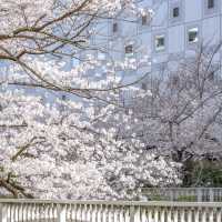 雅叙園前あたりの目黒川桜並木
