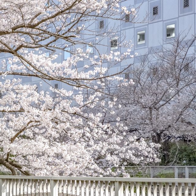 雅叙園前あたりの目黒川桜並木