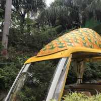名護菠蘿🍍園😌體驗種植菠蘿🍍之類