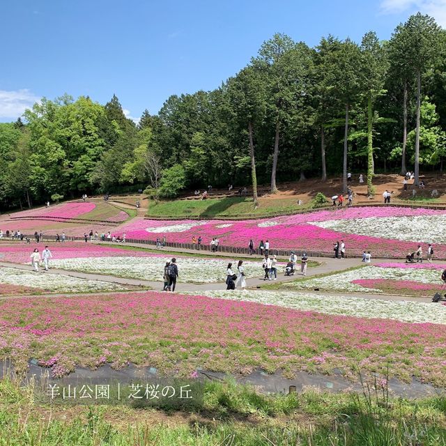 【埼玉県】秩父・長瀞1day満喫コース