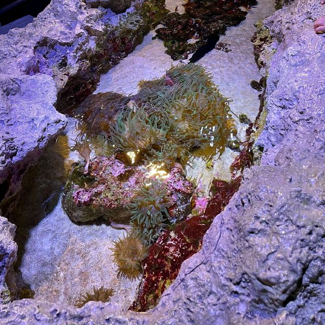 海の生き物を身近に感じられる　すみだ水族館