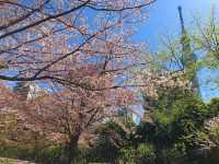 上野公園賞櫻去