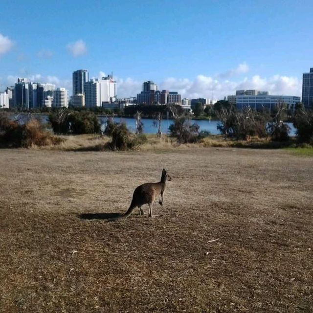 Spot Kangaroos in the Pokémon island