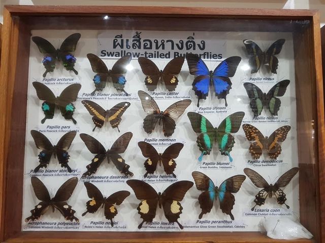 สวนสัตว์แมลงสยาม (Siam Insect Zoo) 