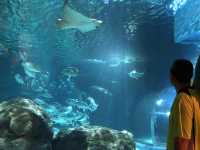 Sea Life Bangkok Ocean World สยามพารากอน