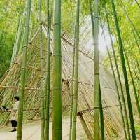 Juknokwon Bamboo Forest