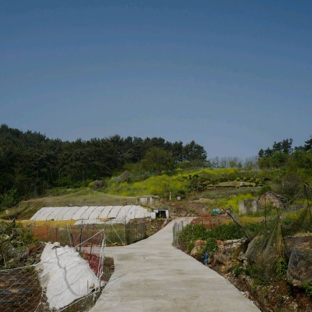 고대도 각시당, 당산 피크닉