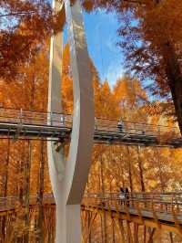 가을에 꼭 가야하는 장태산자연휴양림 🍁
