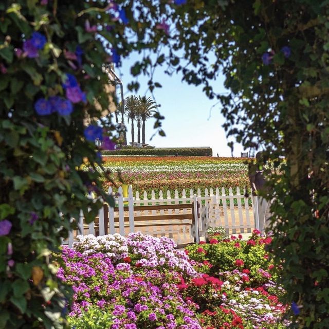 Instagrammable flower farm