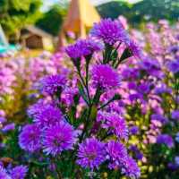 Flower Lovers. CNX | สวนดอกไม้เชียงใหม่​