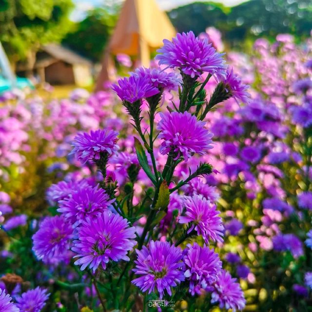 Flower Lovers. CNX | สวนดอกไม้เชียงใหม่​