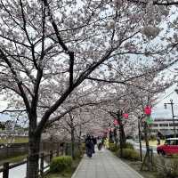 【神奈川】お城と満開の桜が美しい桜の名所🌸