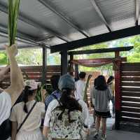 宜蘭張美阿嬤農場｜有水豚君、梅花鹿、草泥馬、等等好多動物