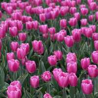 Tulip in Netherland