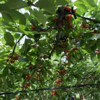 時間無制限😳豊富な種類のさくらんぼ狩🍒