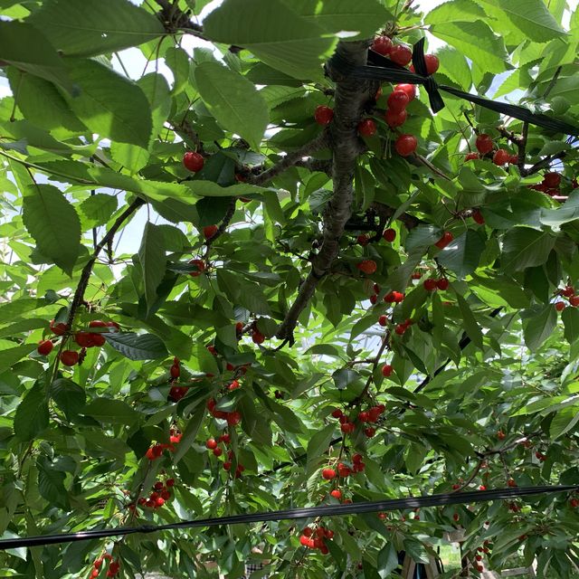 時間無制限😳豊富な種類のさくらんぼ狩🍒