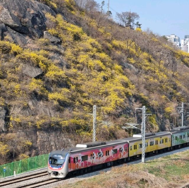 응봉산 개나리 꽃 구경💛