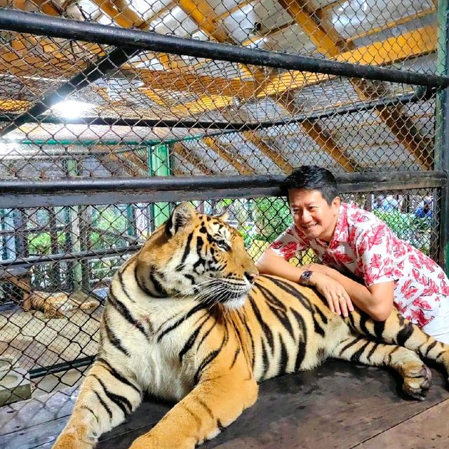 Hugging New Beastie in Tiger Kingdom Phuket.