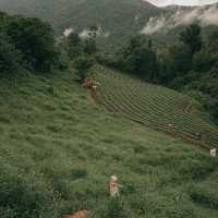 Cozy Wild เชียงใหม่